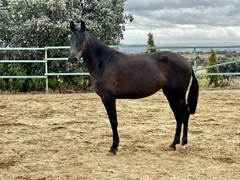 Andalusier Sto 3 år 165 cm Svart in Mejorada