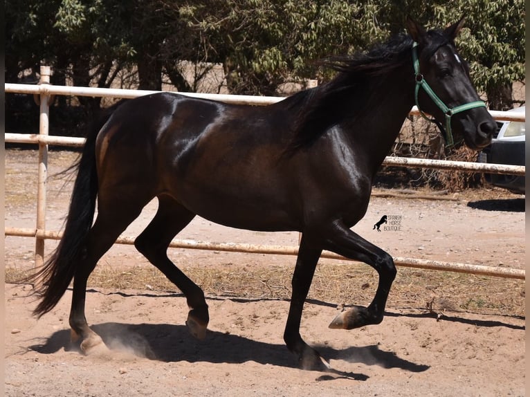 Andalusier Sto 4 år 153 cm Svart in Mallorca