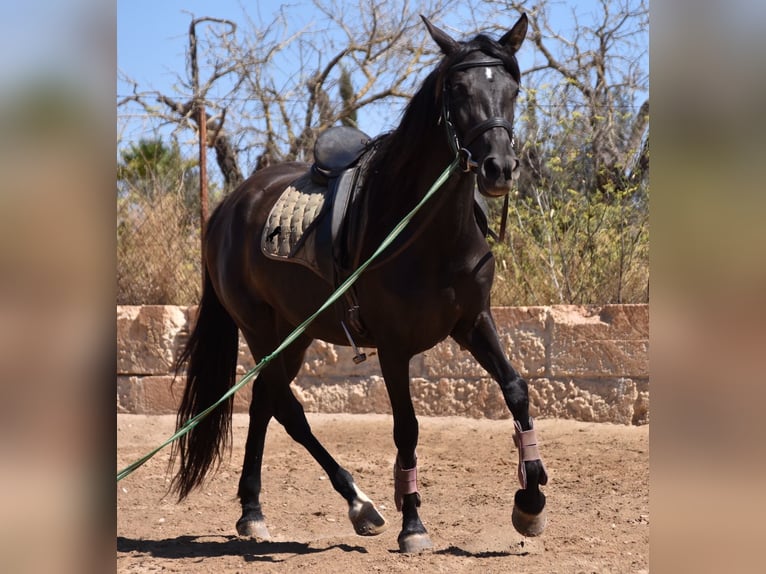 Andalusier Sto 4 år 153 cm Svart in Mallorca