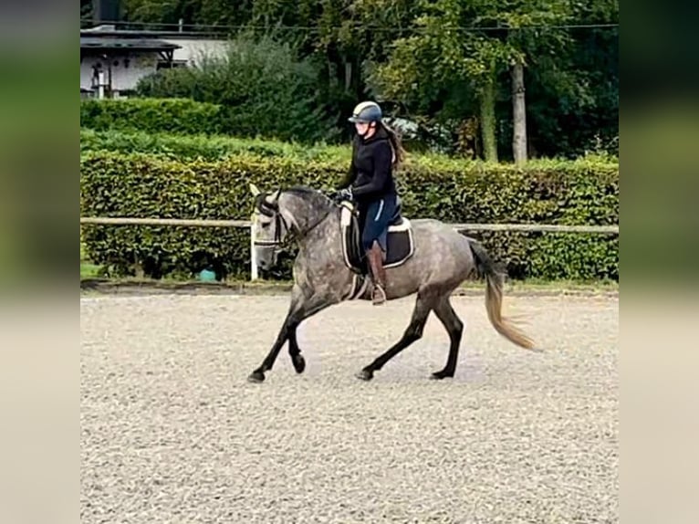 Andalusier Sto 4 år 155 cm Grå-blå-brun in Neustadt (Wied)