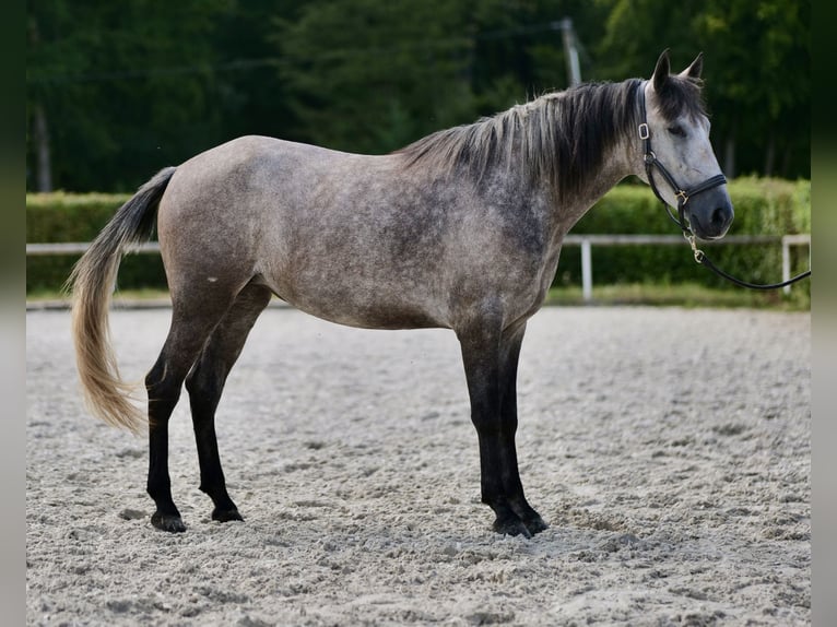 Andalusier Sto 4 år 155 cm Grå-blå-brun in Neustadt (Wied)