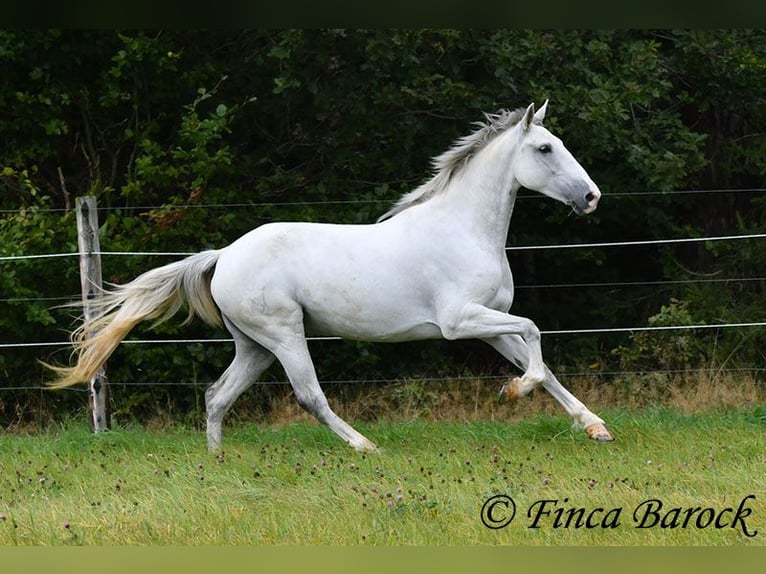 Andalusier Sto 5 år 155 cm Grå in Wiebelsheim