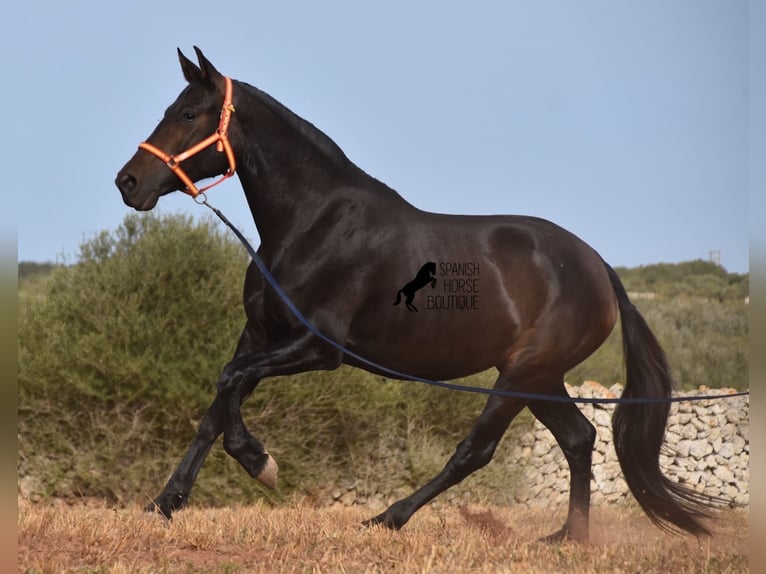 Andalusier Sto 5 år 158 cm Svart in Menorca