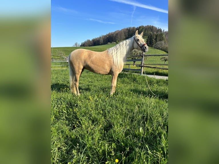 Andalusier Sto 6 år 150 cm Palomino in Aeugst am Albis