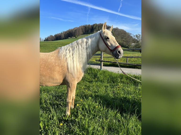 Andalusier Sto 6 år 150 cm Palomino in Aeugst am Albis