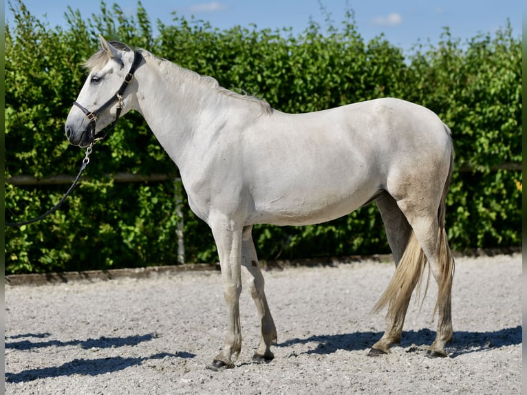 Andalusier Sto 6 år 153 cm Grå in Neustadt (Wied)