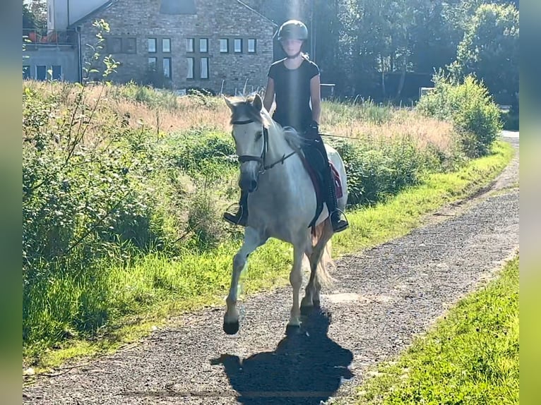 Andalusier Sto 6 år 153 cm Grå in Neustadt (Wied)