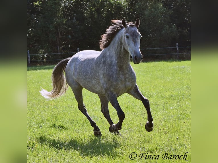 Andalusier Sto 6 år 157 cm Grå in Wiebelsheim