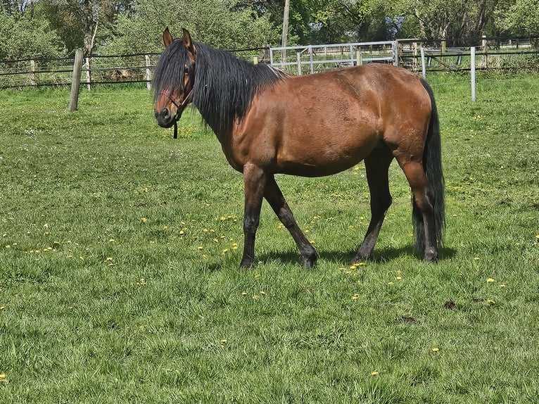 Andalusier Sto 6 år 158 cm Brun in Nettetal