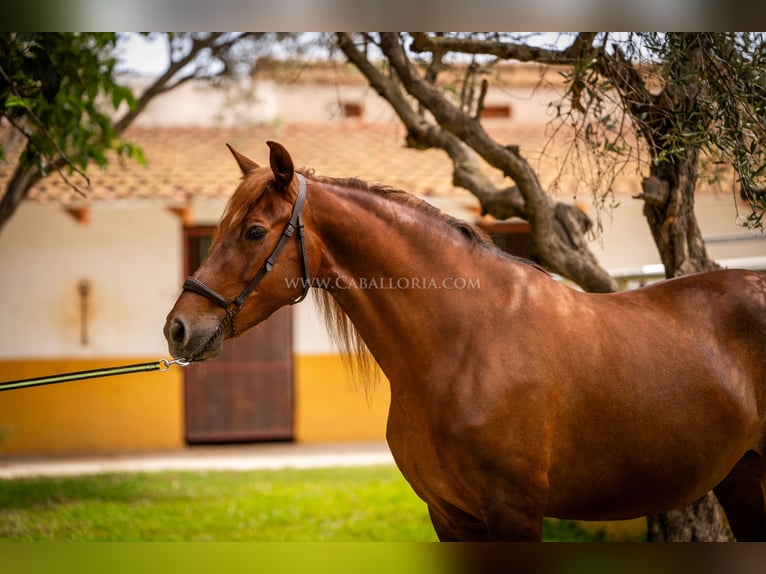 Andalusier Sto 6 år 167 cm fux in Rafelguaraf