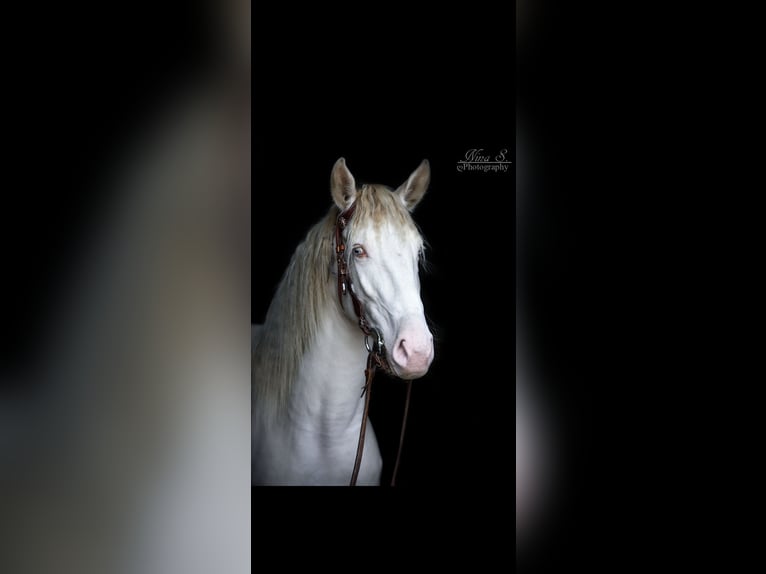 Andalusier Sto 7 år 156 cm Cremello in Bergheim