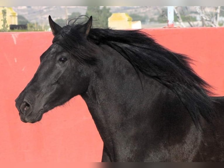 Andalusier Sto 7 år 157 cm Svart in Alicante/Alacant