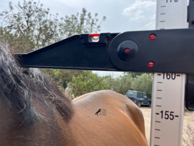 Andalusier Sto 9 år 160 cm Brun in Mallorca