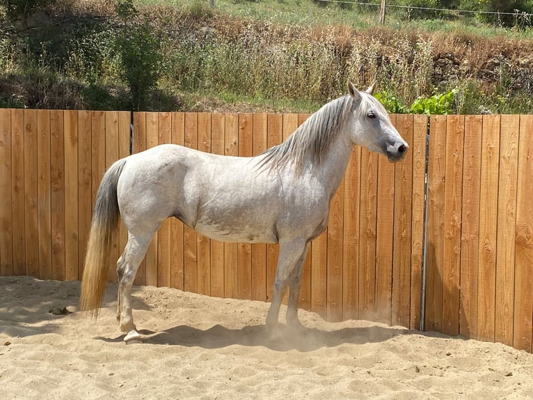 Andalusier Mix Stute 10 Jahre 150 cm Schimmel in Zerf