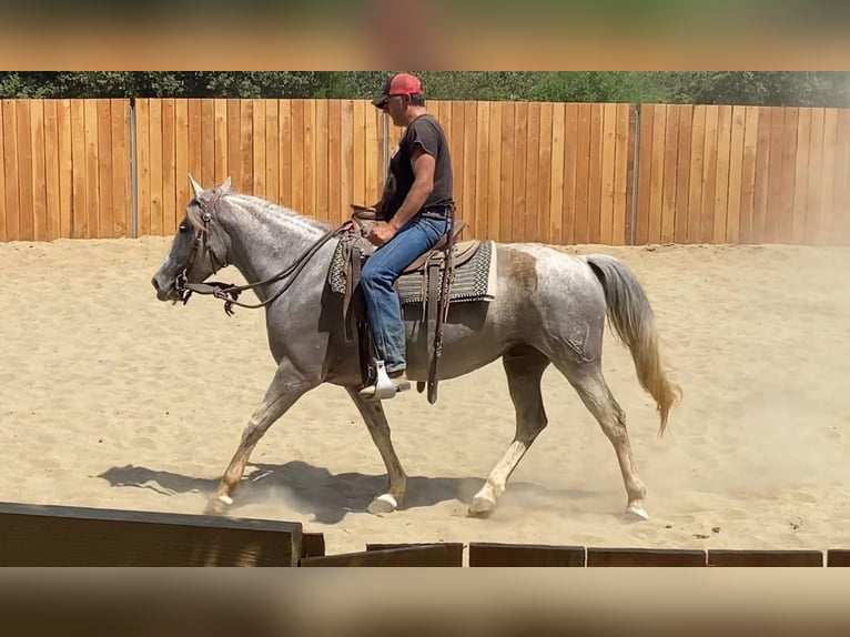 Andalusier Mix Stute 10 Jahre 150 cm Schimmel in Zerf