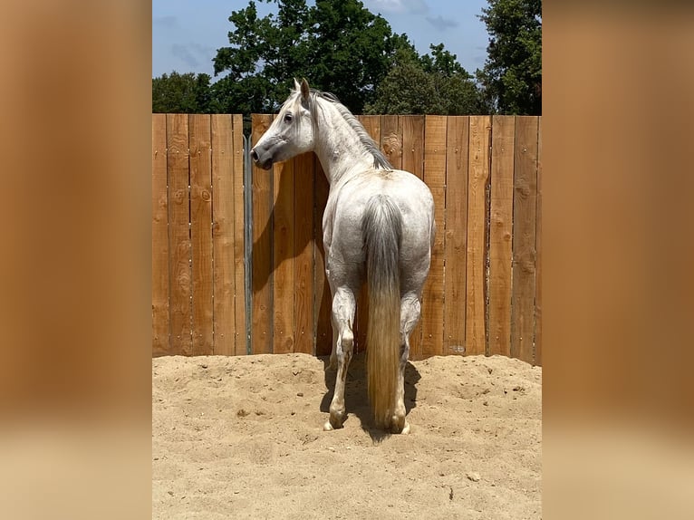 Andalusier Mix Stute 10 Jahre 150 cm Schimmel in Zerf