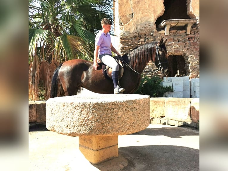 Andalusier Stute 10 Jahre 152 cm Rappe in Adra