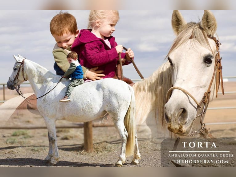 Andalusier Mix Stute 10 Jahre 152 cm Schimmel in Fort Collins, CO