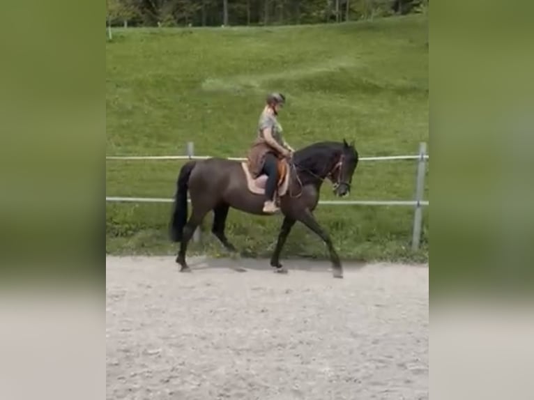 Andalusier Stute 10 Jahre 152 cm Schwarzbrauner in Arnoldstein