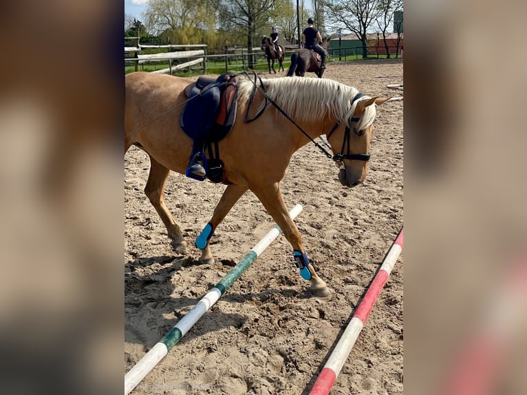 Andalusier Stute 10 Jahre 153 cm Palomino in Schnakenbek