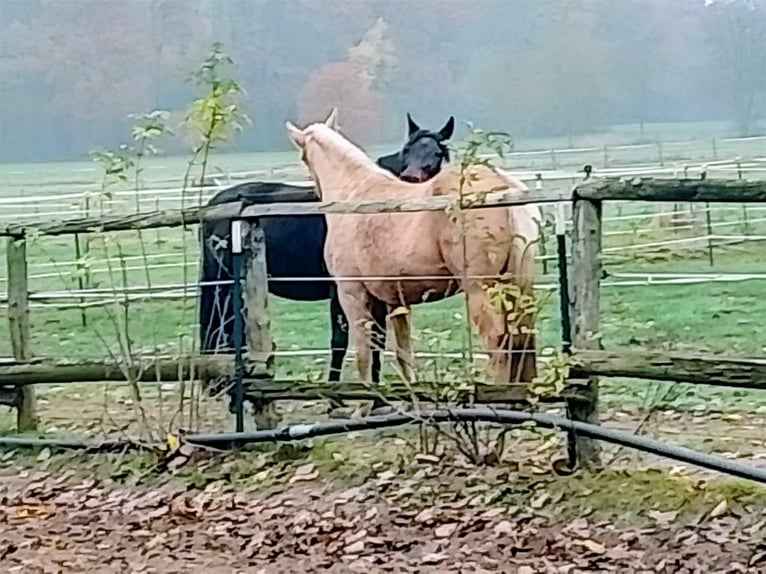 Andalusier Stute 10 Jahre 153 cm Palomino in Schnakenbek