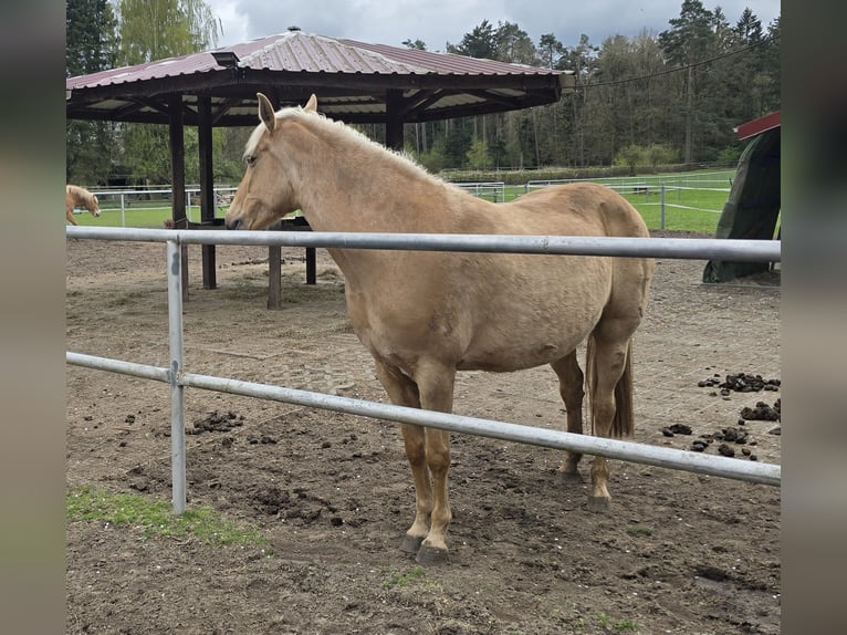 Andalusier Stute 10 Jahre 153 cm Palomino in Schnakenbek