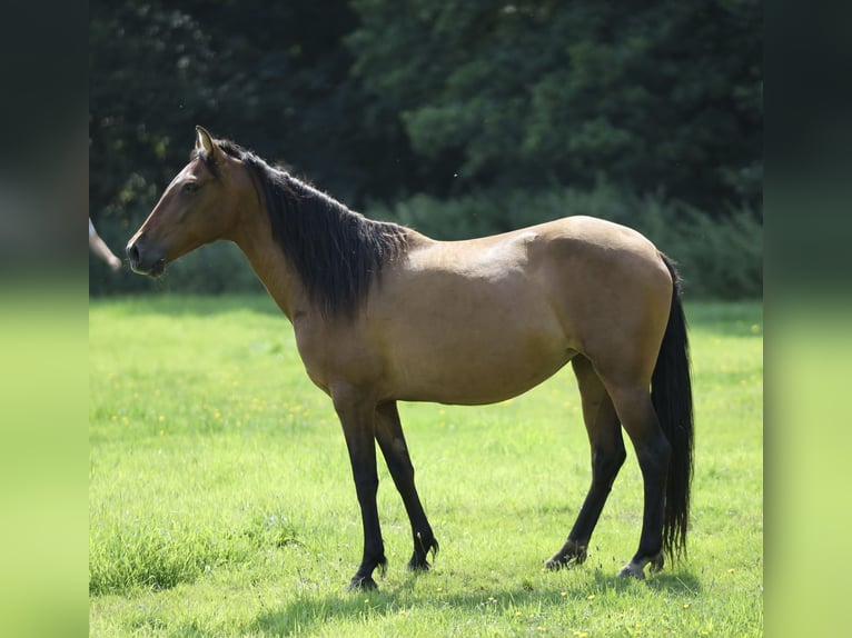 Andalusier Stute 10 Jahre 155 cm Brauner in Berlin