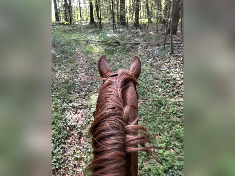 Andalusier Mix Stute 10 Jahre 158 cm Fuchs in MünsingenMünsingen