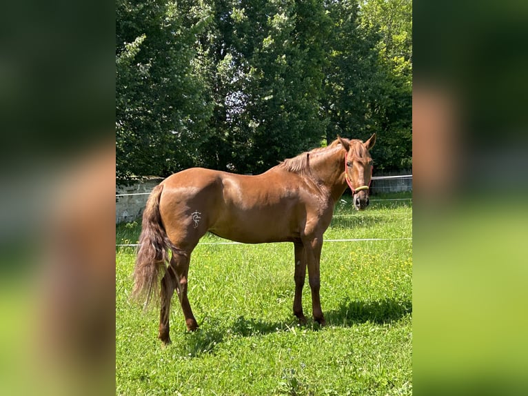 Andalusier Mix Stute 10 Jahre 158 cm Fuchs in MünsingenMünsingen