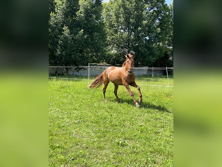 Andalusier Mix Stute 10 Jahre 158 cm Fuchs in MünsingenMünsingen