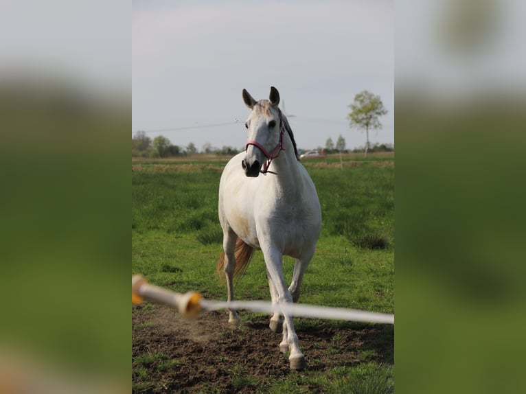 Andalusier Stute 10 Jahre 158 cm Schimmel in Loxstedt