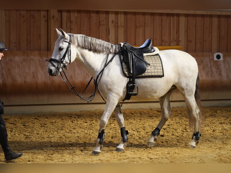Andalusier Stute 10 Jahre 158 cm Schimmel in Loxstedt