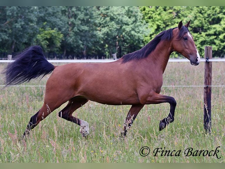 Andalusier Stute 10 Jahre 159 cm Brauner in Wiebelsheim