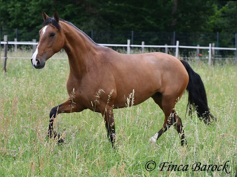 Andalusier Stute 10 Jahre 159 cm Brauner in Wiebelsheim