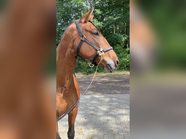 Andalusier Stute 10 Jahre 164 cm Rotbrauner in Hemrik