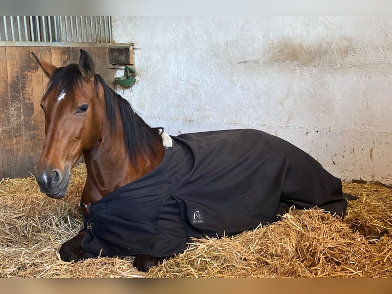 Andalusier Stute 10 Jahre 165 cm Brauner in Wernau (Neckar)