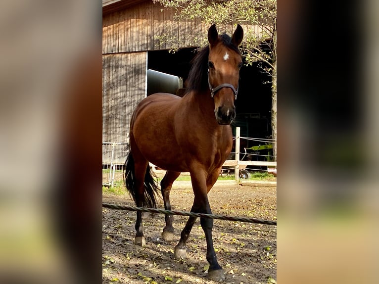 Andalusier Stute 10 Jahre 165 cm Brauner in Wernau (Neckar)