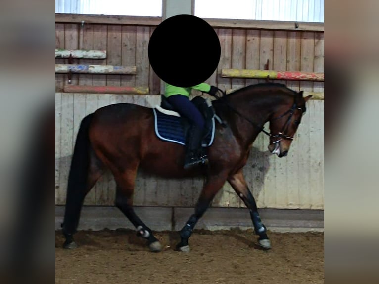 Andalusier Stute 10 Jahre 165 cm Brauner in Wernau (Neckar)