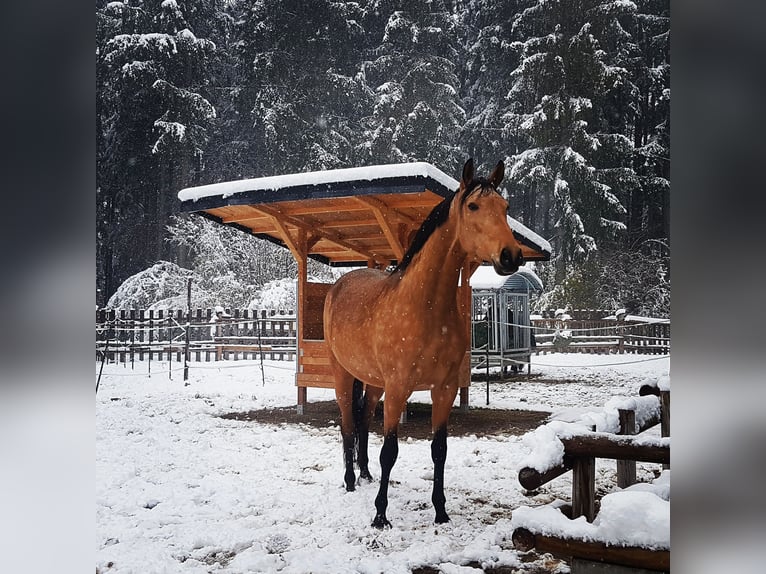 Andalusier Stute 10 Jahre 165 cm Buckskin in Salzburg