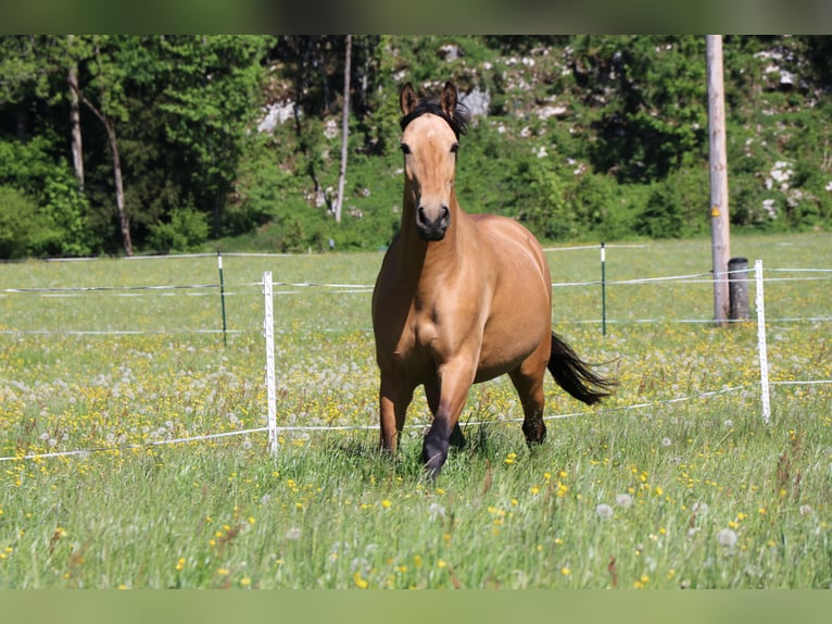 Andalusier Stute 10 Jahre 165 cm Buckskin in Salzburg