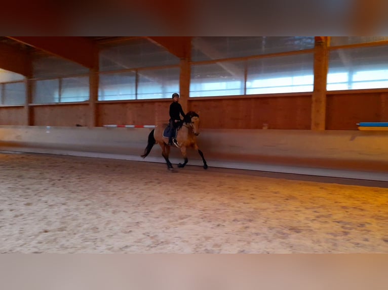 Andalusier Stute 10 Jahre 165 cm Buckskin in Salzburg