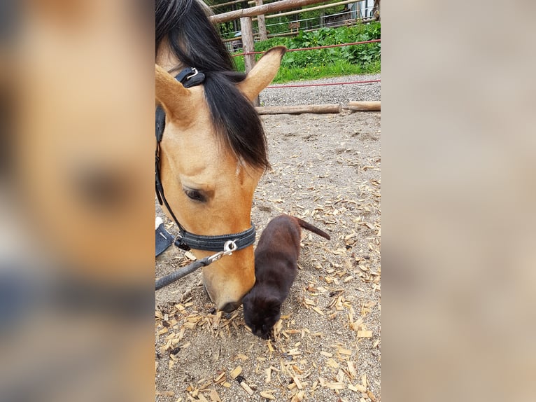 Andalusier Stute 10 Jahre 165 cm Buckskin in Salzburg