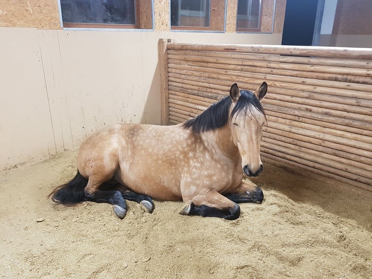 Andalusier Stute 10 Jahre 165 cm Buckskin in Salzburg