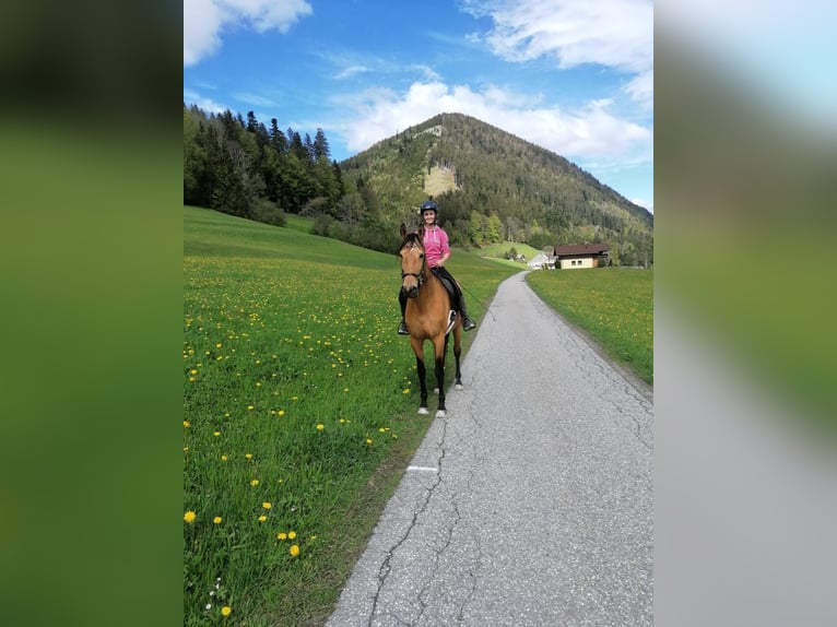 Andalusier Stute 10 Jahre 165 cm Buckskin in Salzburg