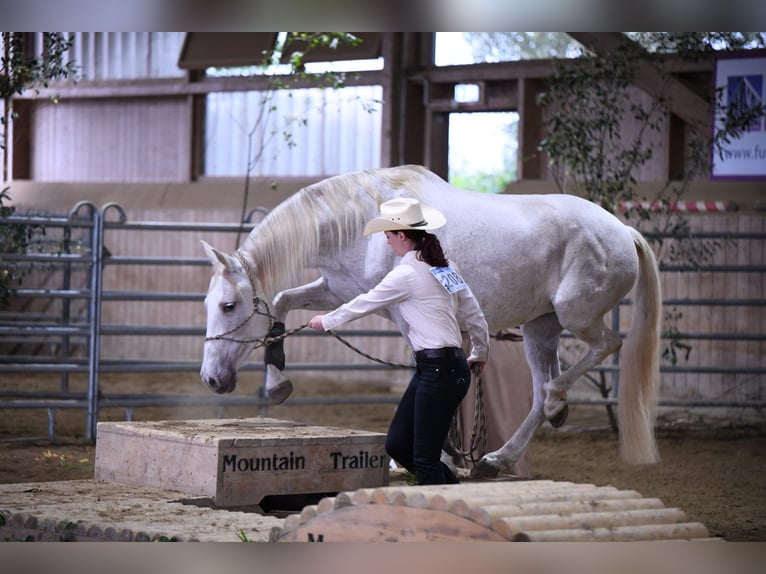 Andalusier Stute 11 Jahre 158 cm Perlino in Kasendorf