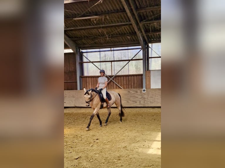 Andalusier Stute 11 Jahre 160 cm Buckskin in K&#xFC;rten