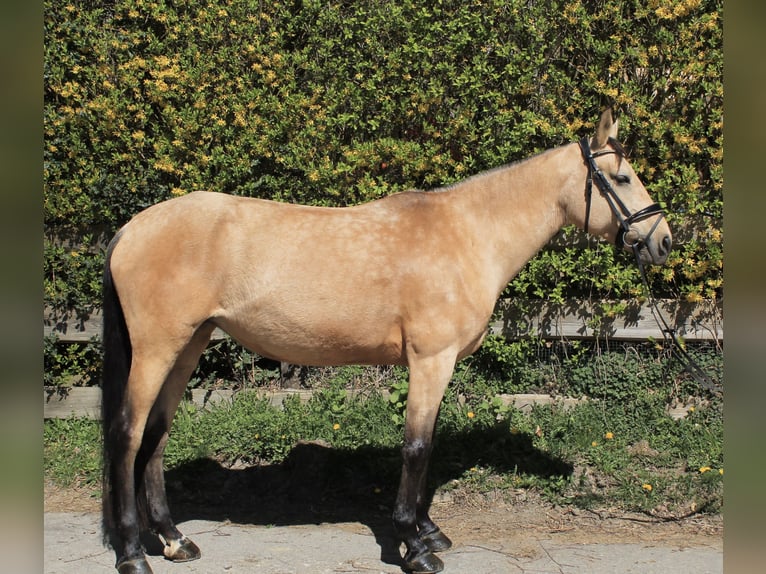 Andalusier Stute 11 Jahre 160 cm Buckskin in K&#xFC;rten