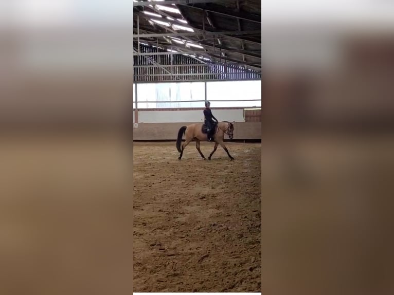 Andalusier Stute 11 Jahre 160 cm Buckskin in K&#xFC;rten