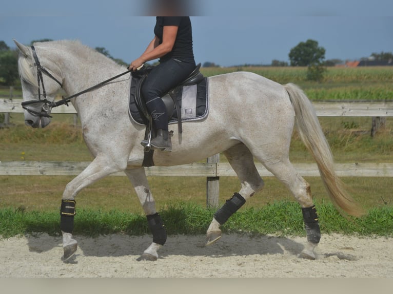 Andalusier Stute 11 Jahre 160 cm Schimmel in Breda
