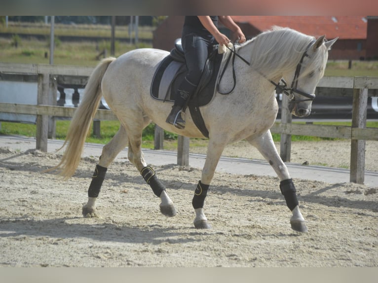 Andalusier Stute 11 Jahre 160 cm Schimmel in Breda